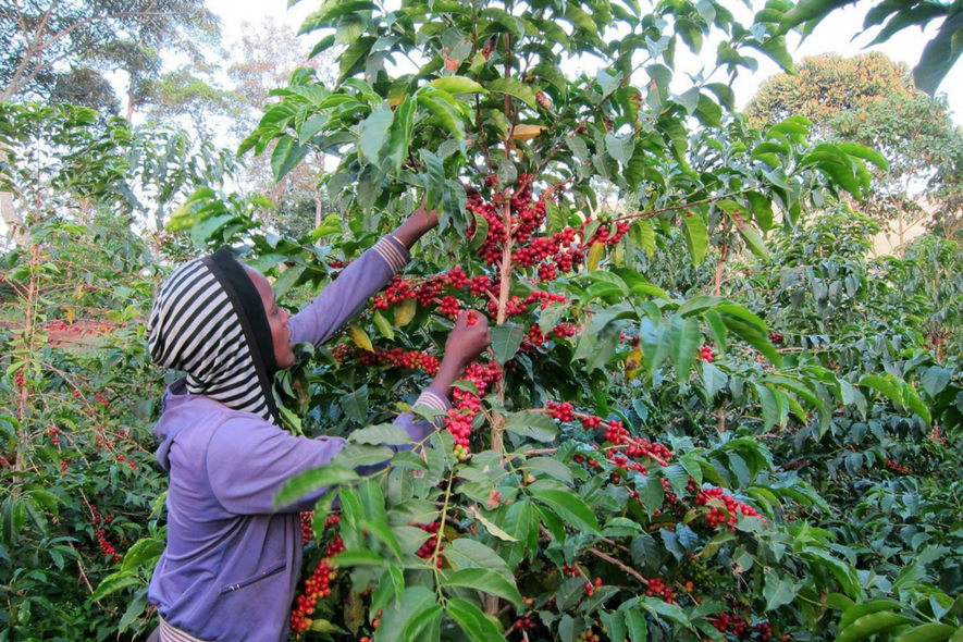 Ethiopische Geisha koffie