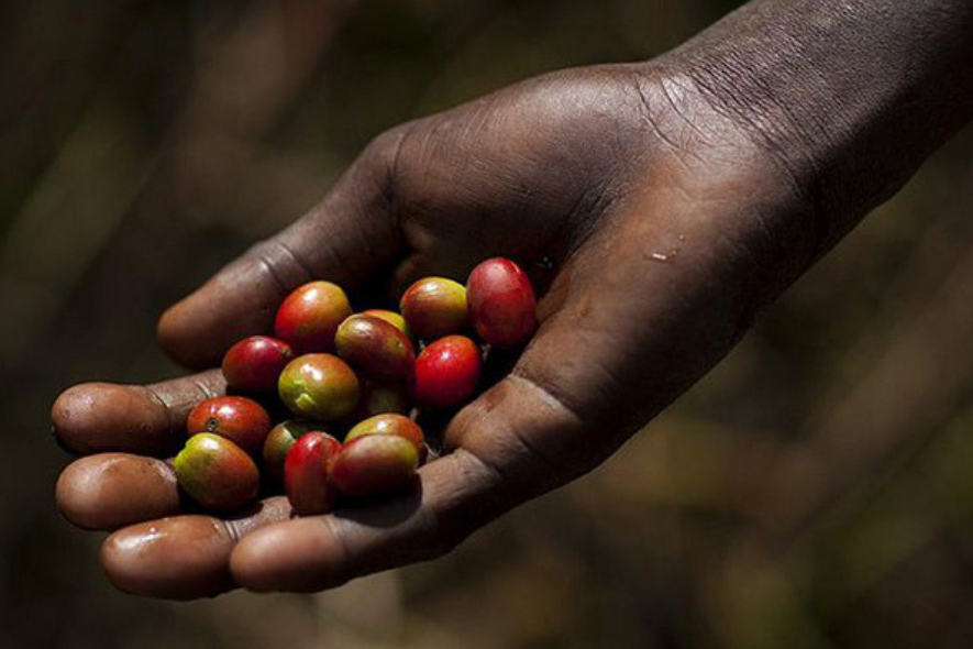 REVIEW: SINGLE ESTATE ETHIOPIË DIMA NATURAL