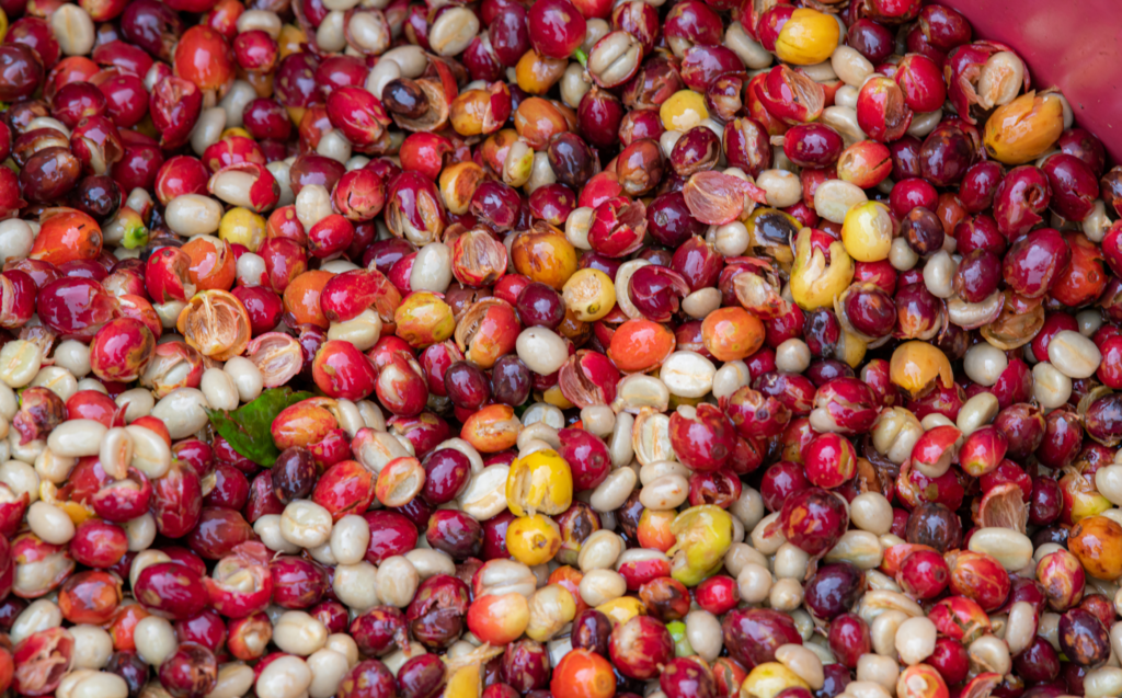 Wat is fermentatie van koffie, thee en cacao