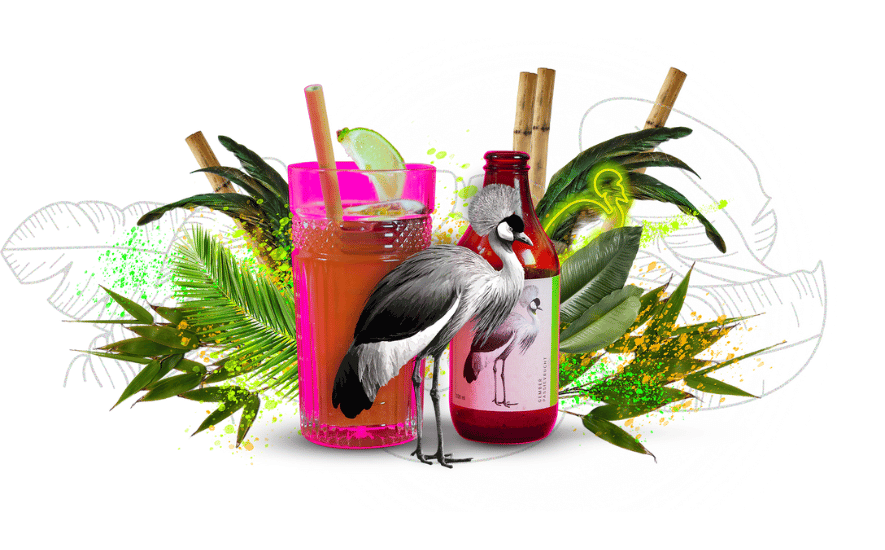 9 kombucha merken van Nederlandse bodem