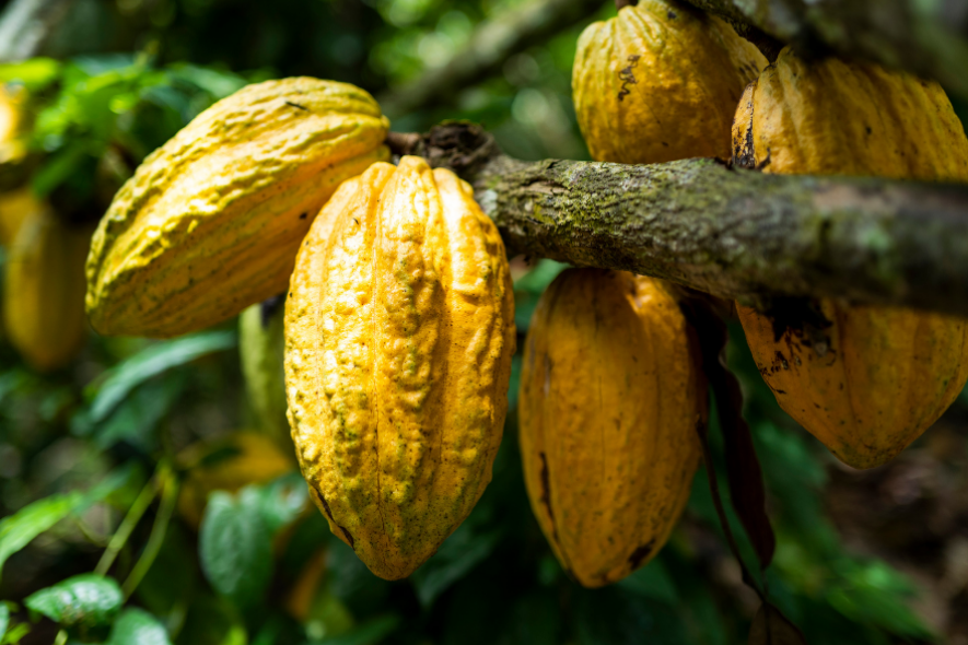 Chocolade van 100% pure cacaovrucht