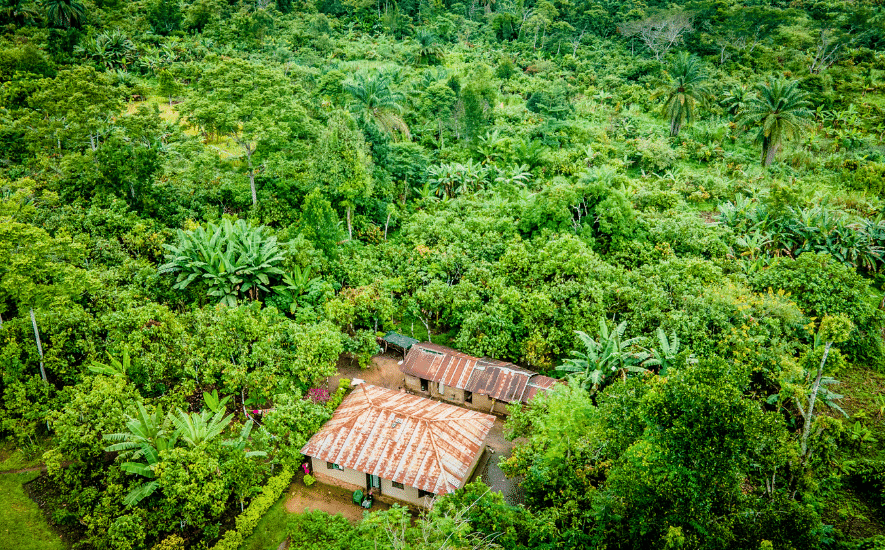 Cacaoboerderij Oeganda