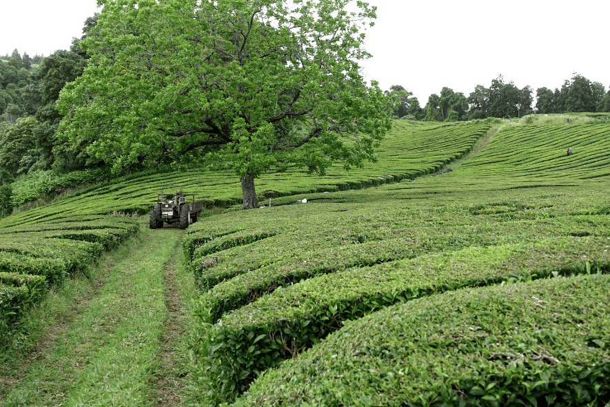 4 Tea Plantations in Europe