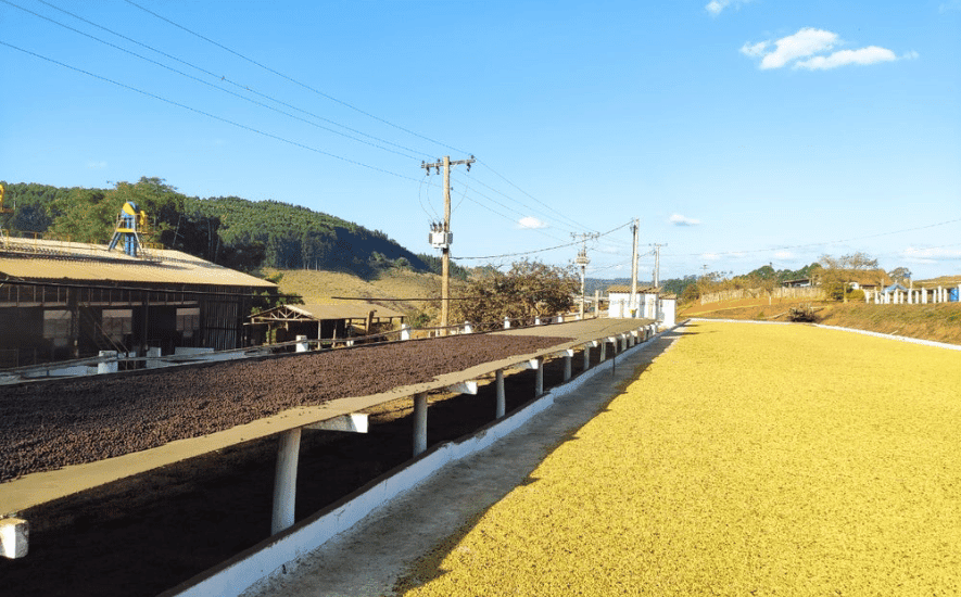 Sucafina's Fazenda Salto: green coffee with a capital G