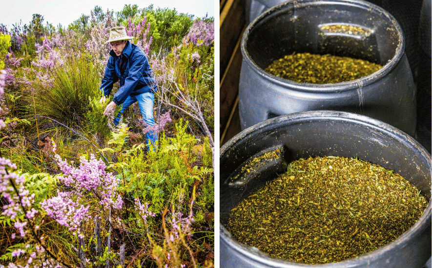 Honeybush thee uit Zuid-Afrika