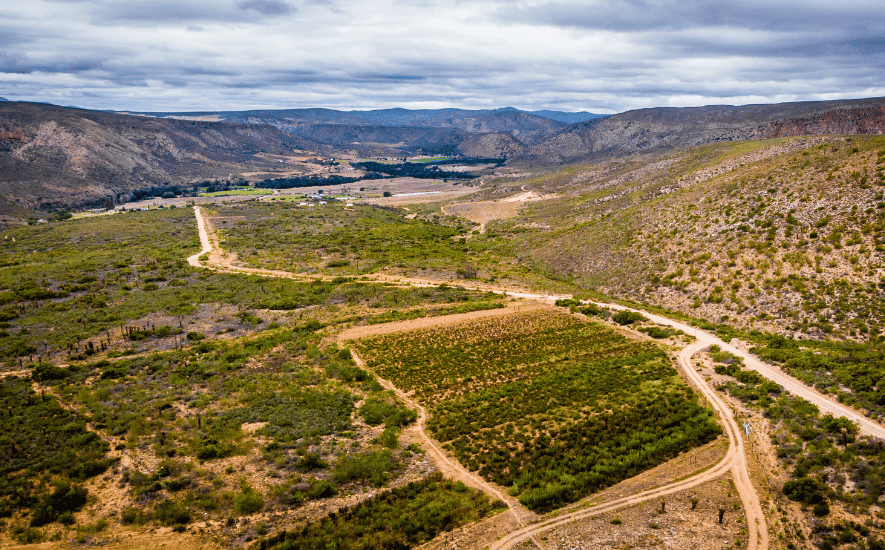 Honeybush thee uit Zuid-Afrika