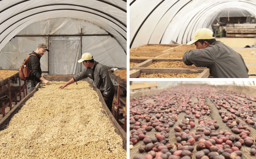 Coffee farmers from the Koerintji Barokah Bersama Cooperative