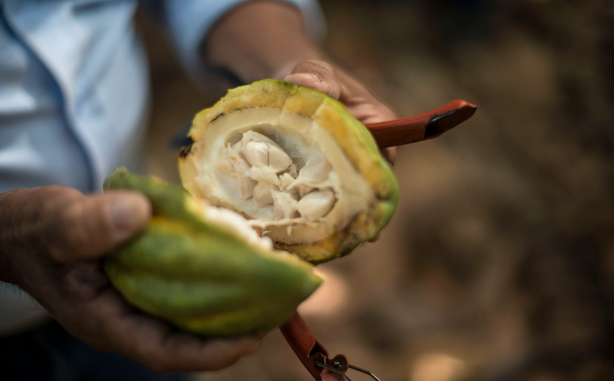 criollo-white-cocoa-peru