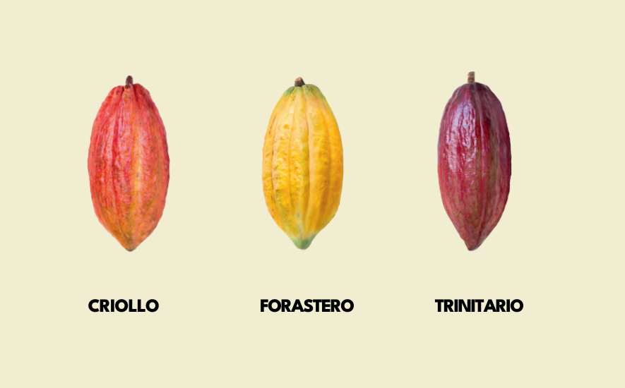 white cocoa beans
