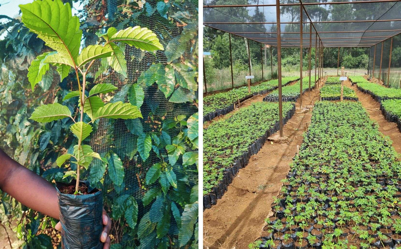 sucafina Agroforestry