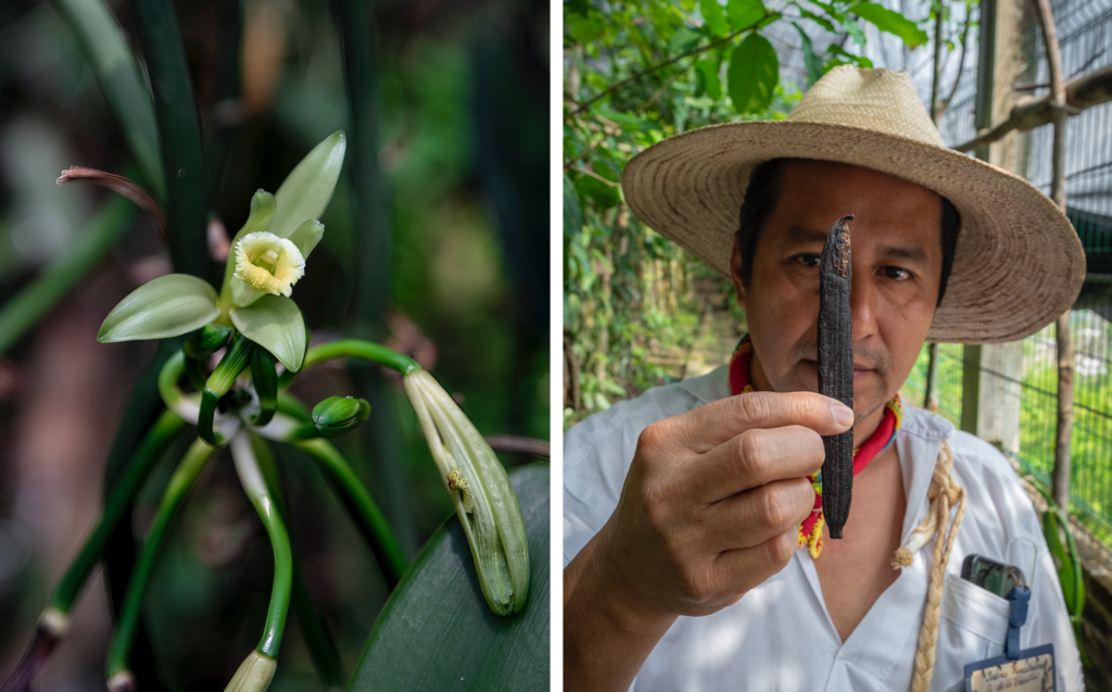 Where does vanilla come from?