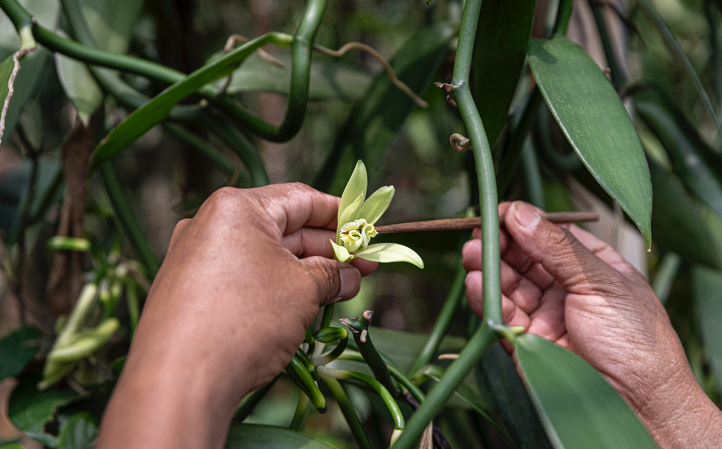 Where does vanilla come from?