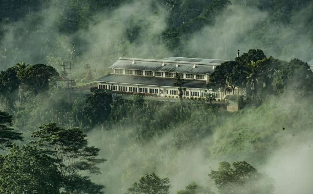 Lumbini Tippy OP thee uit Sri Lanka 1