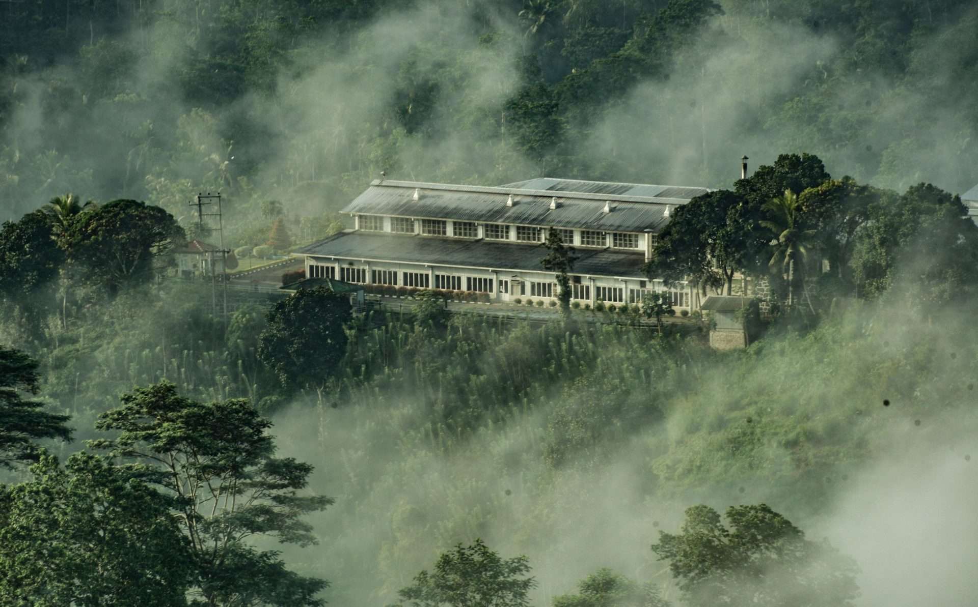 Lumbini Tippy OP thee uit Sri Lanka 1