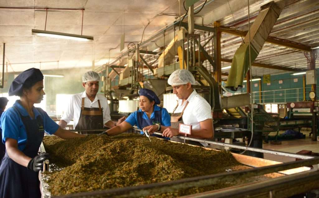 Lumbini Tippy OP thee uit Sri Lanka 2