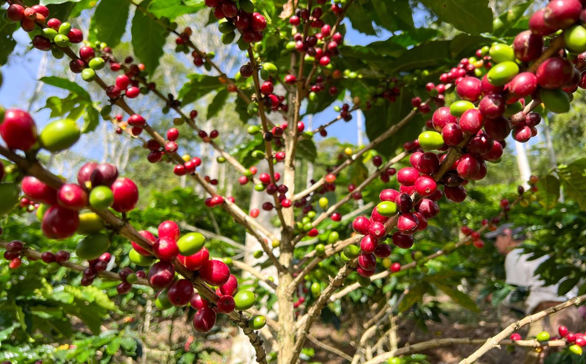 Adopteer je eigen koffieplant koffiebes