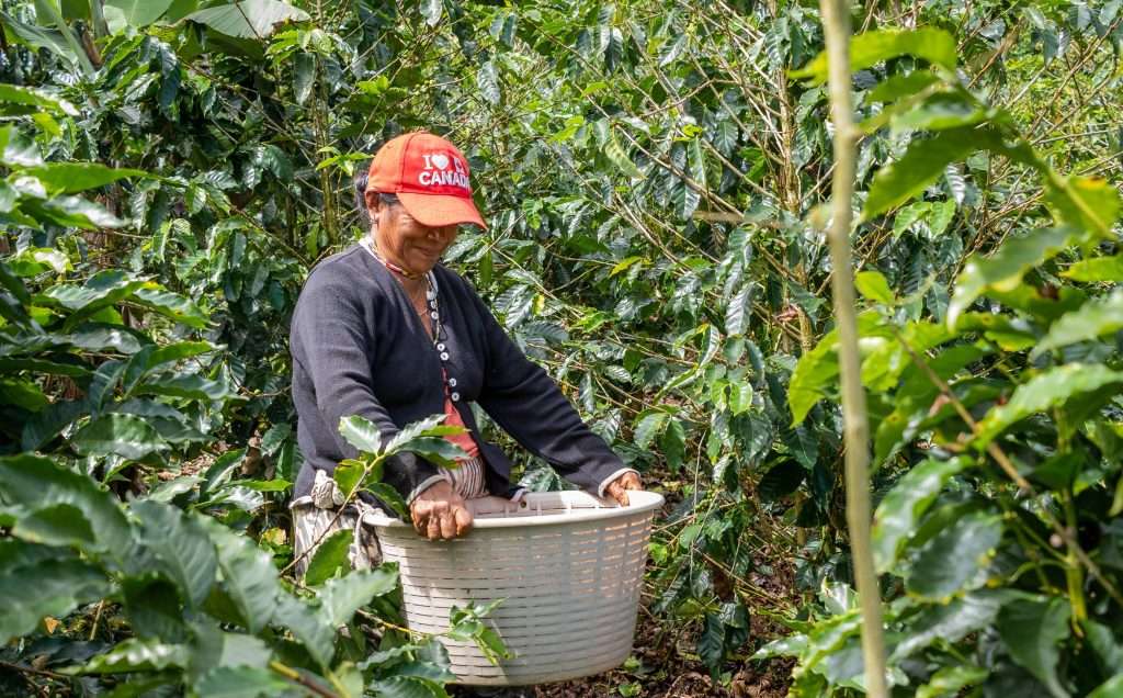 Adopteer je eigen koffieplant plukker