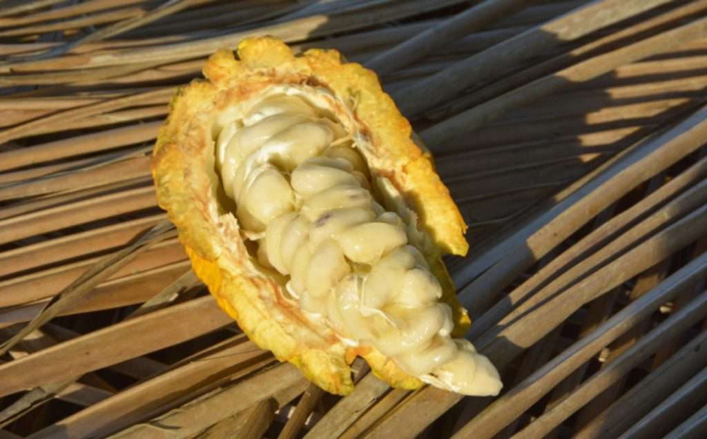 The Origins of Cocoa