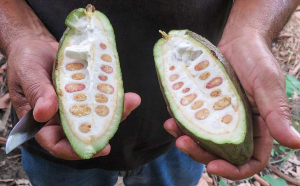 origin of cacao