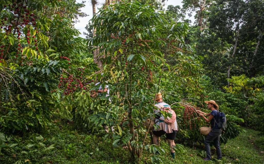 La Reserva de ¡Tierra! Cuba plukken van bessen