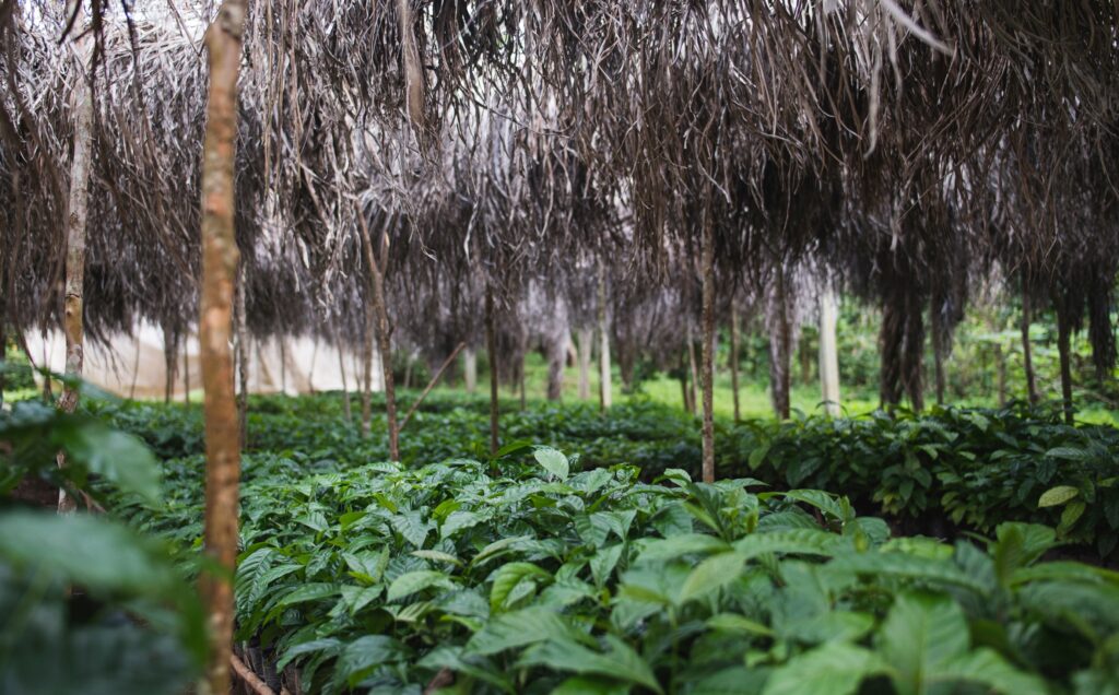 La Reserva de ¡Tierra! Cuba nursery