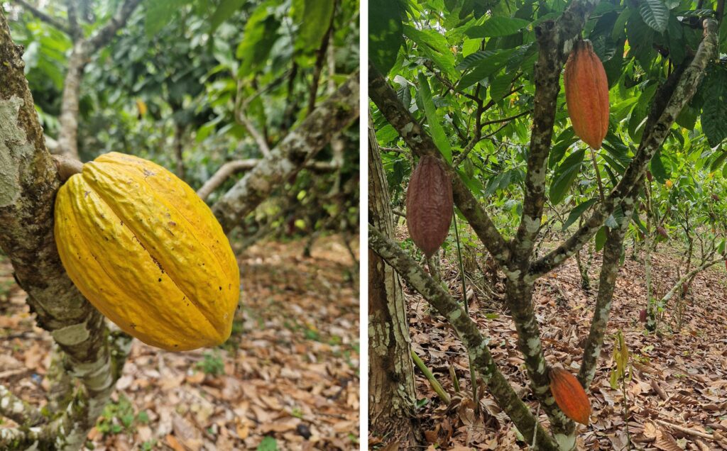 cocoa plantation in Peru