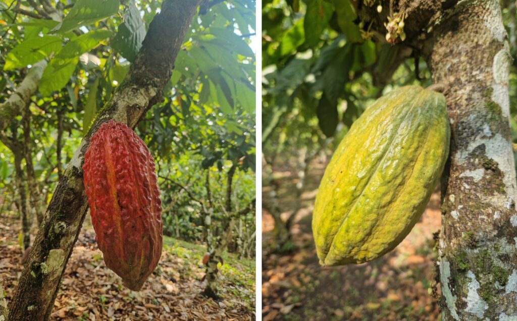 cocoa plantation in Peru