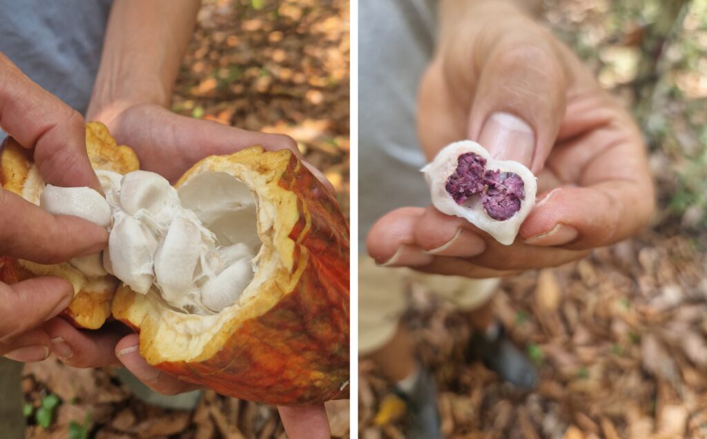 cocoa plantation in Peru
