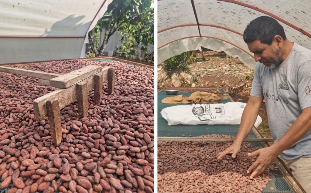 cocoa plantation in Peru