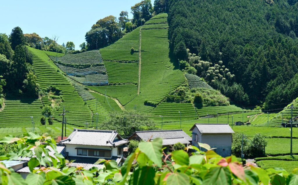 shade growing matcha field