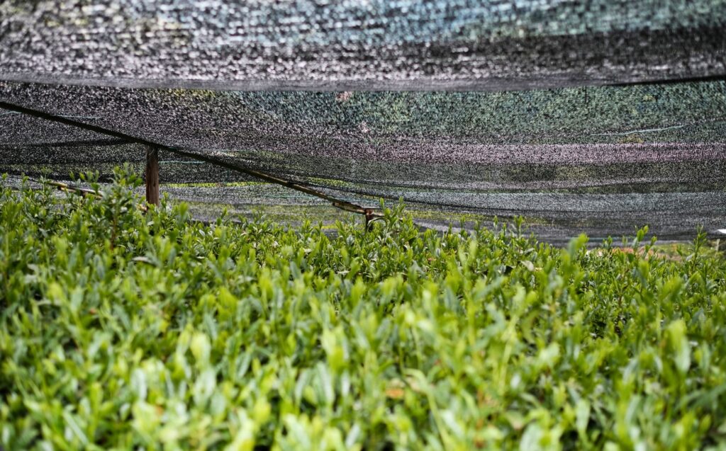 shade growing matcha kabuse