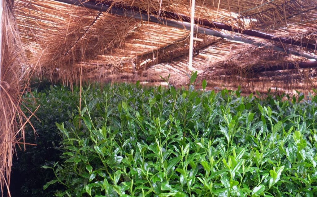 shade cultivation matcha tana