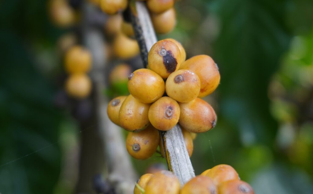 Mocca d'Or Best of Panama berries