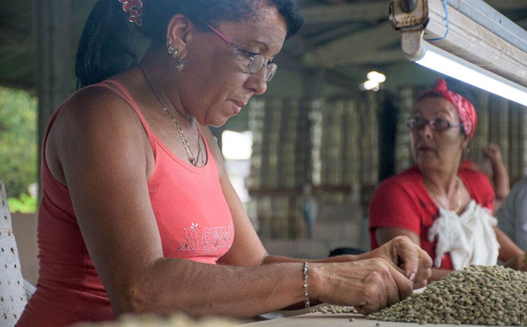 La Reserva de ¡Tierra! Cuba oogst en verwerking sorteren