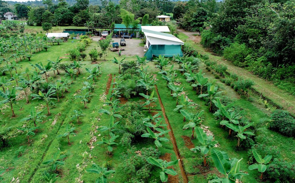 Cocoa to Combat Deforestation