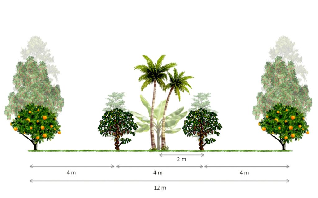 Cocoa to Combat Deforestation