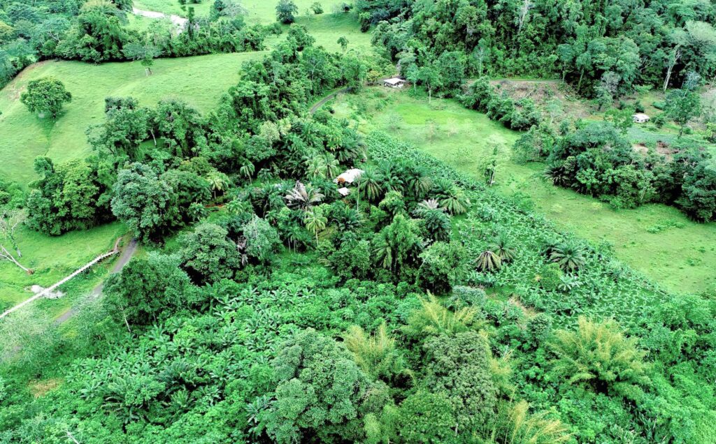 Cocoa to Combat Deforestation