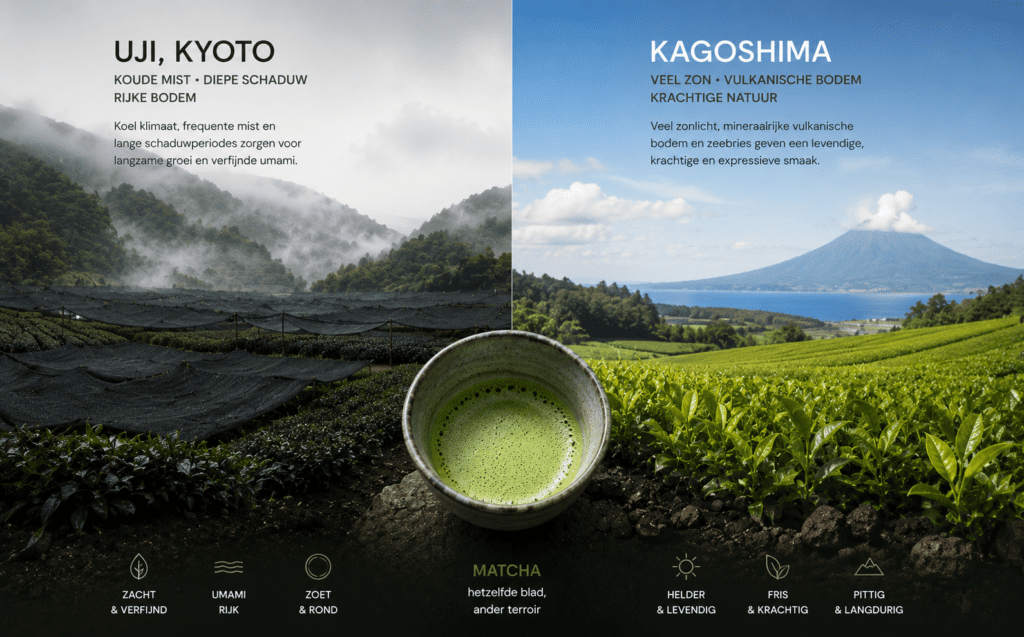 matcha terroir comparison