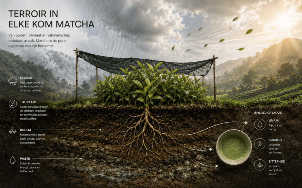 matcha terroir layers soil 2