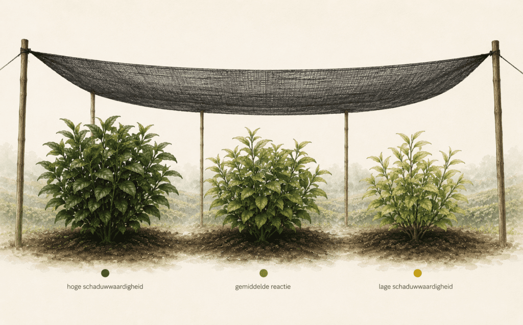 Matcha cultivars: Shadow